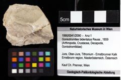 Foto (Objket + Etiketten) von Goniodromites bidentatus (Reuss, 1859) 